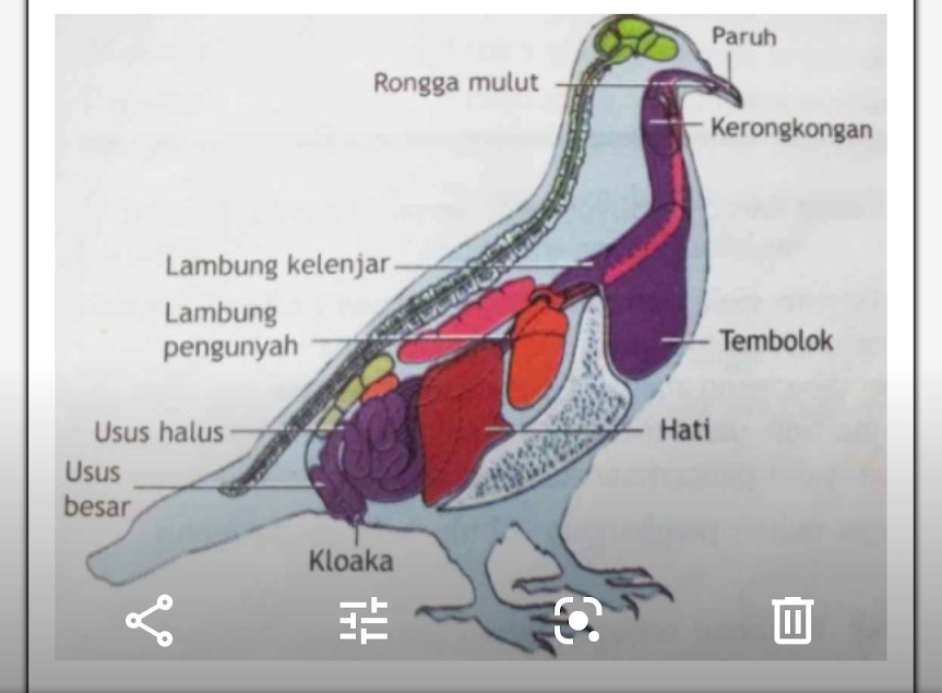 Sistem struktur pencernaan burung paruh bengkok
